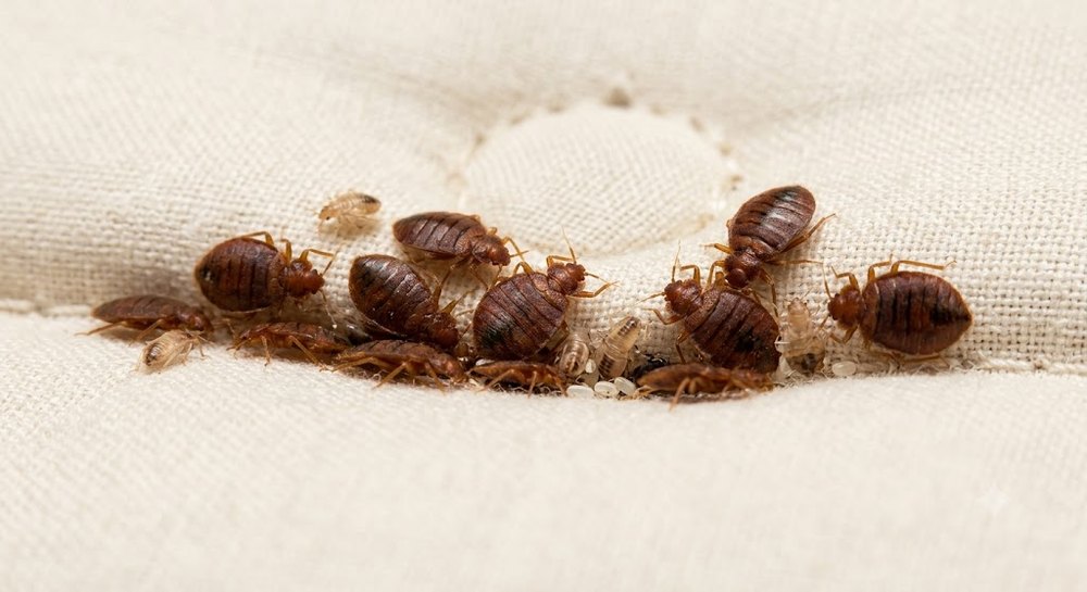 Colonia de chinches de cama sobre la costura de un colchón, con adultos, ninfas, huevos y manchas fecales