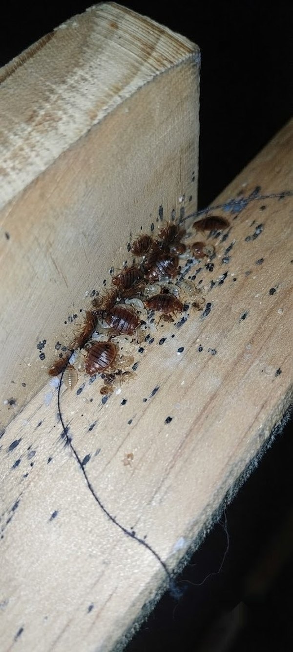 Chinches de cama adultas, ninfas y huevos agrupadas en la juntura de un somier de madera, rodeadas de manchas fecales oscuras