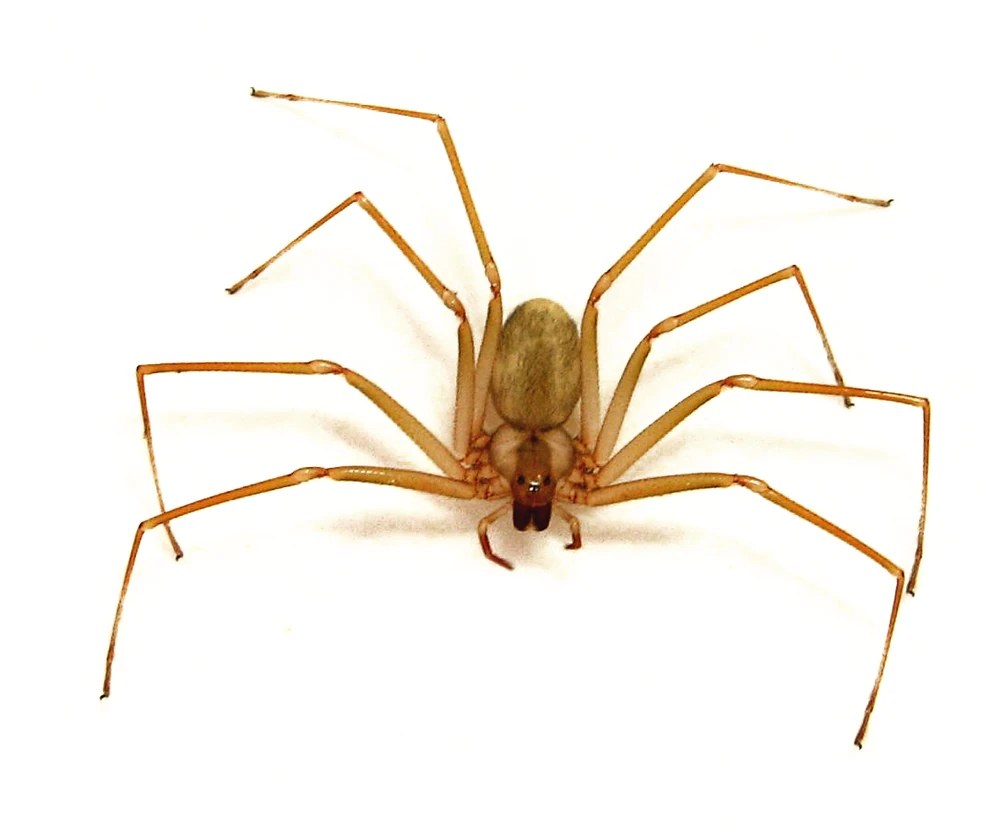 Araña de rincón, Loxosceles laeta: cuerpo café claro de 8 a 12 mm, patas largas y delgadas, y la mancha oscura en forma de violín sobre el cefalotórax