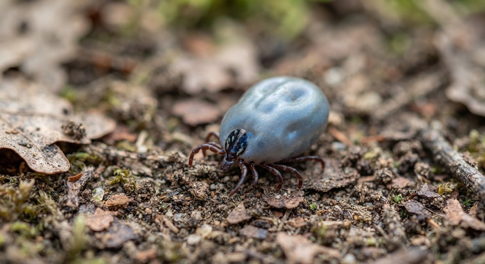 Garrapata ingurgitada tras alimentarse, sobre hojarasca del suelo