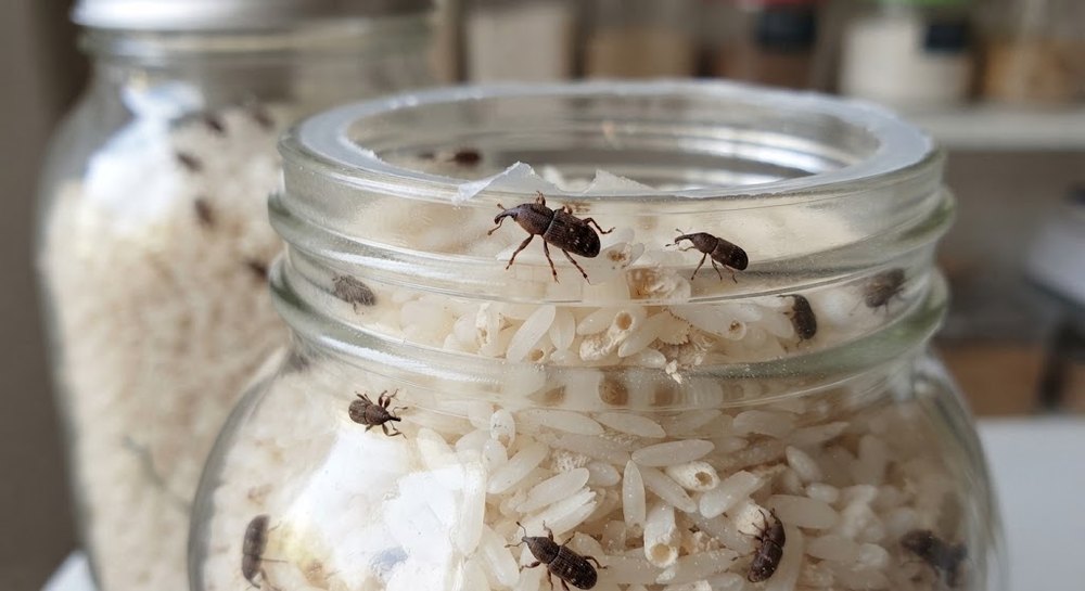 Gorgojos sobre un frasco de arroz en una despensa, con varios ejemplares dentro y fuera del envase