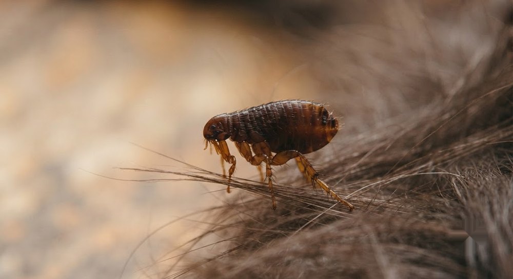 Pulga adulta entre el pelaje de una mascota